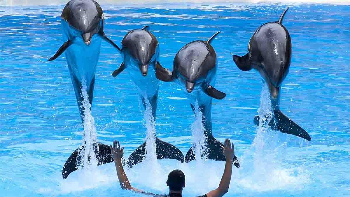 Kemer Dolphin Show and Swimming with Dolphins | Round-Trip Transfer Included