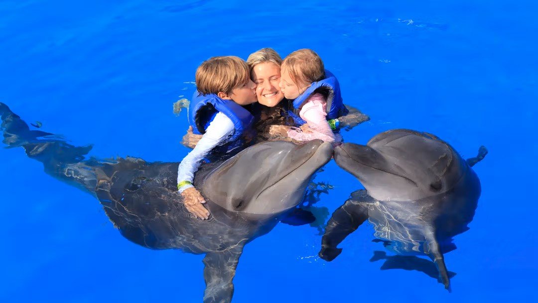 Antalya Dolphin Show and Swimming with Dolphins | Both Way Transfer is Included