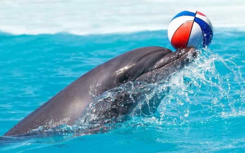 Antalya Dolphin and Sea Lion Show | Both Way Transfer is Included