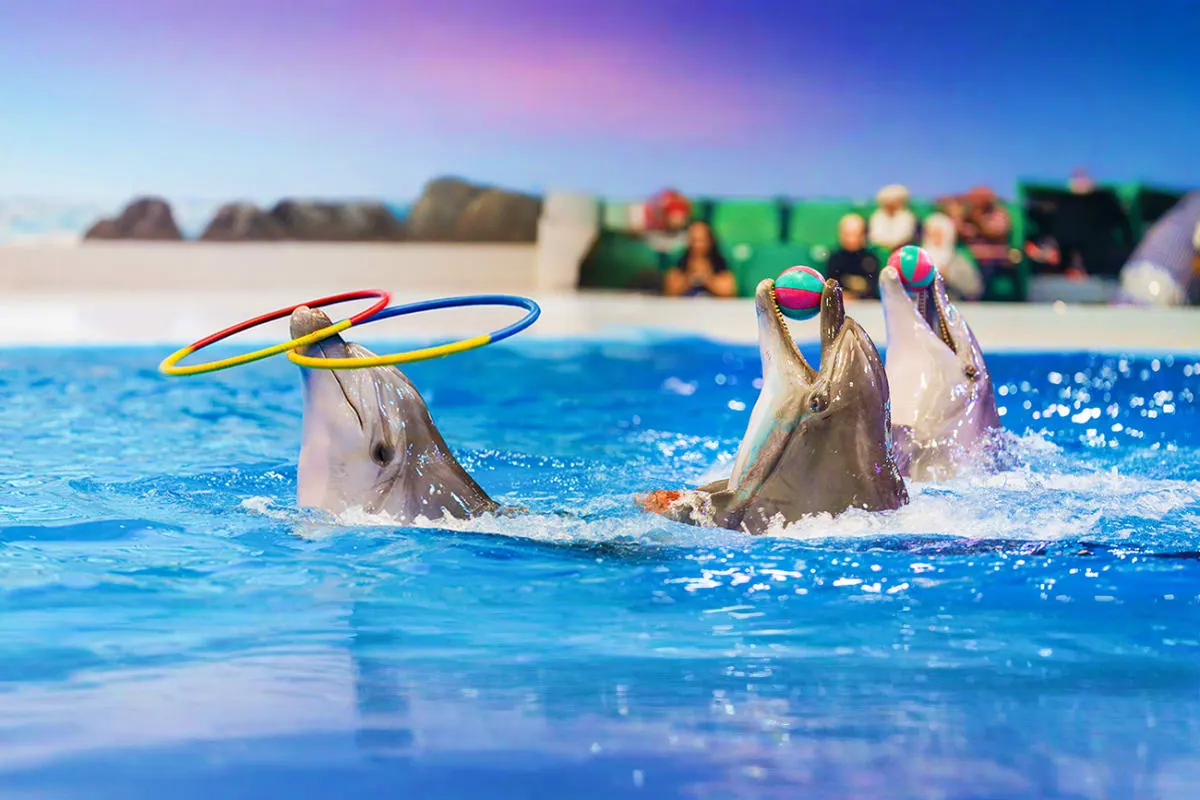 Antalya  Dolphin and Sea Lion Show Ticket | Without Transfer