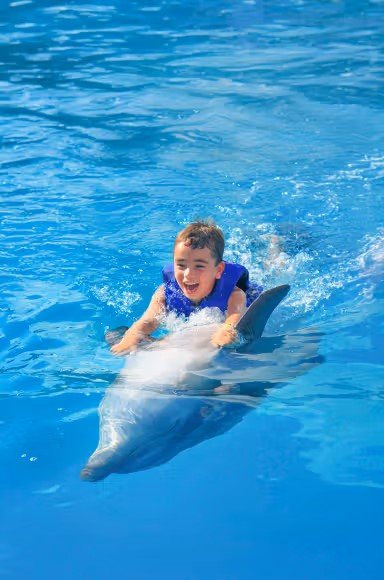 Belek Swimming with Dolphins | Both Way Transfer is Included