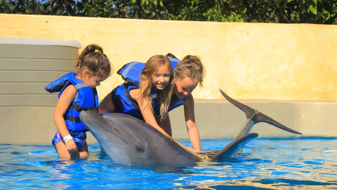 Alanya Swimming with Dolphins | Both Way Transfer is Included