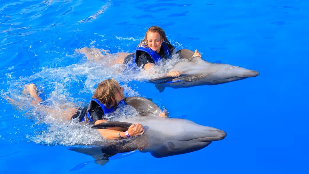 Side Dolphin Show and Swimming with Dolphins | Both Way Transfer is Included
