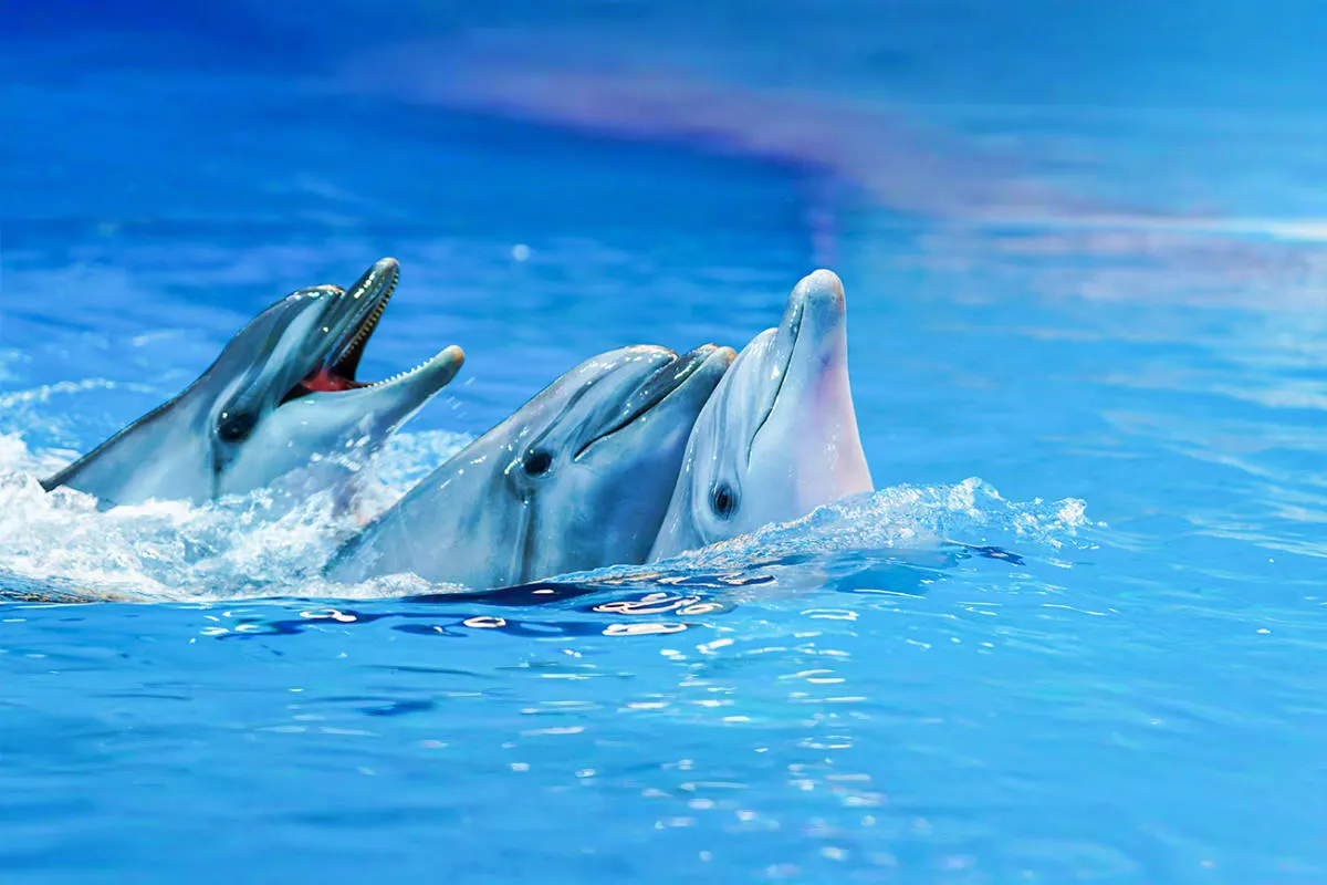 Side Dolphin Show and Swimming with Dolphins | Both Way Transfer is Included