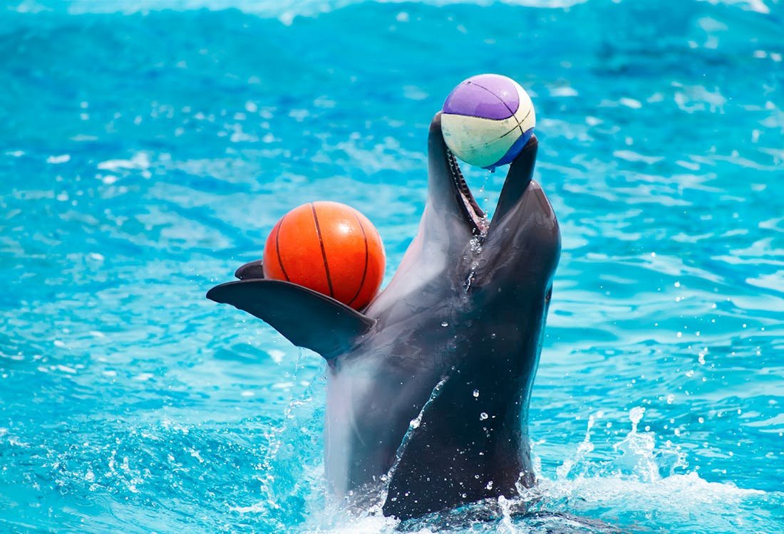 Side Dolphin and Sea Lion Show | Both Way Transfer is Included