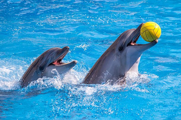 Kemer Dolphin and Sea Lion Show | Two-Way Transfer Included