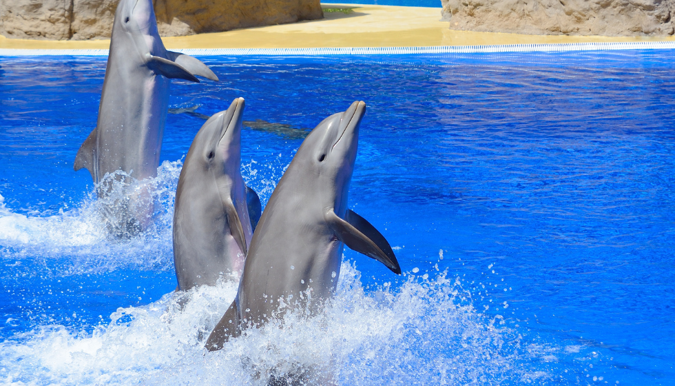 Kemer Dolphin and Sea Lion Show | Two-Way Transfer Included