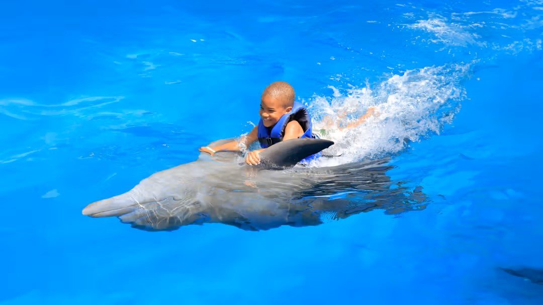 Dolphin Show and Swimming with Dolphins in Antalya | Both Way Transfer is Included