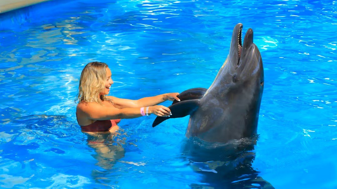 Swimming with Dolphins in Antalya | Both Way Transfer is Included